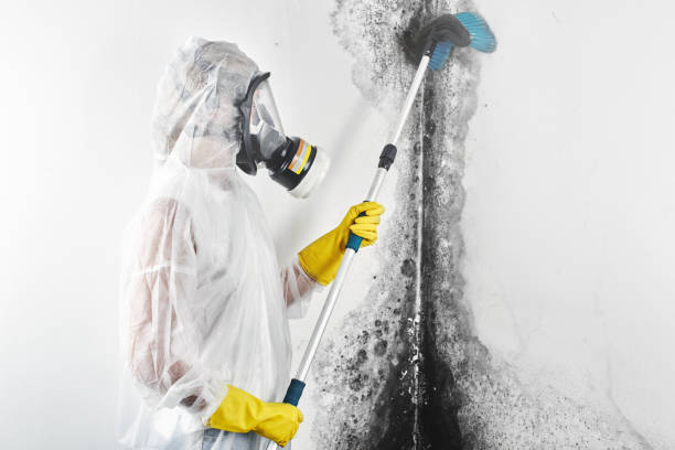 Environmental Consulting for Mold Prevention in Stanton, KY