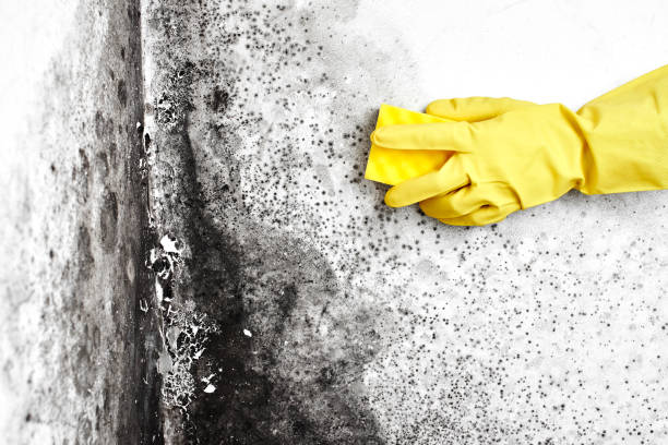 Best Emergency Mold Remediation  in Stanton, KY