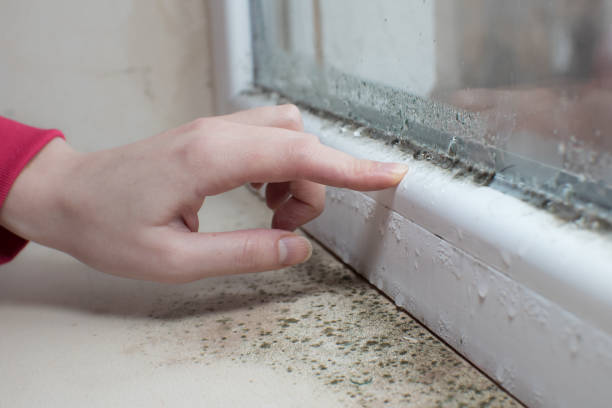 Best Post-Construction Mold Inspection  in Stanton, KY