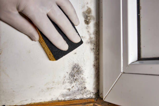 Best Mold Documentation for Insurance Claims  in Stanton, KY
